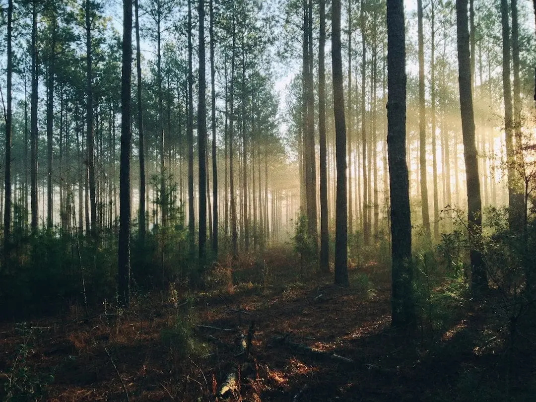 Bär från skogen till tallriken: Njut av nordiska skogens skatter